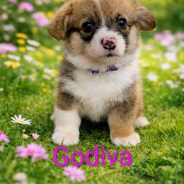 Godiva - Red female Pembroke Welsh Corgi puppy in Berkeley Springs, West Virginia from Hummingbird Farm