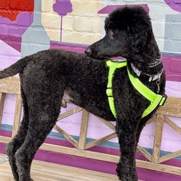 Poodles from Benson Standard Poodles
