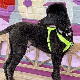 Poodles from Benson Standard Poodles