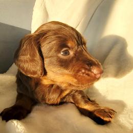 Danni - Chocolate and tan female Dachshund puppy in Mountain Grove, Missouri from Callaway Country Dachshunds