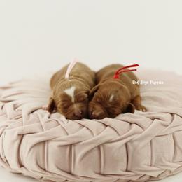 Paprika - Red female Cavapoo puppy in Republic, Missouri from Red Skye Puppies