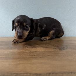 Coffee (Zeus) - Dapple male Dachshund puppy in Live Oak, Florida from Johnson’s Weiner Farm