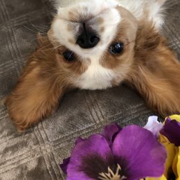 Cavalier King Charles Spaniel and Pembroke Welsh Corgi Puppies from Puppy PlayPen