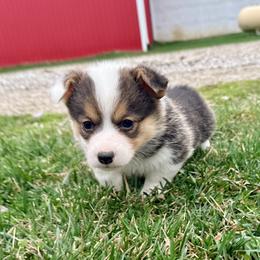 Snow Leopard - Black and tan female Pembroke Welsh Corgi puppy in Ashland, Ohio from SS Australian Shepherds