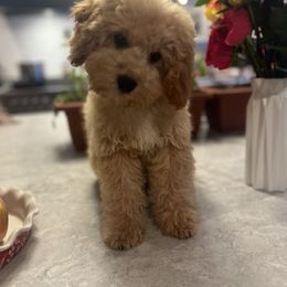 Finley - male Cavapoochon puppy in Fairmont, West Virginia from Manoka's Honeybee