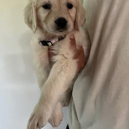 Golden Retriever Puppies from Wise Goldens