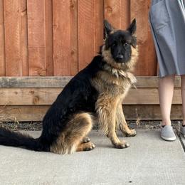German Shepherd puppies from Bidwell Knight Shepherds