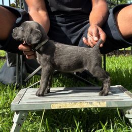Timmy - Gray male Cane Corso puppy in Sienna, Texas from Robinson Elite Corsos