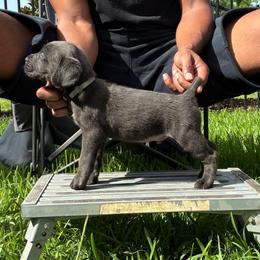 Timmy - Gray male Cane Corso puppy in Sienna, Texas from Robinson Elite Corsos