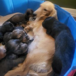 Dachshund Puppies from Harris Hugs and Wiener Wiggles