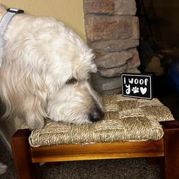 Goldendoodle Puppies from Casita Goldendoodles