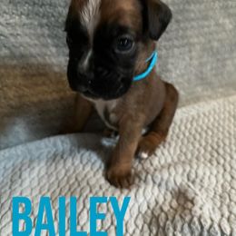 Bailey - Fawn female Boxer puppy in Salisbury, New Hampshire from Mountain View Boxers