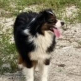 Victoria - Miniature American Shepherd