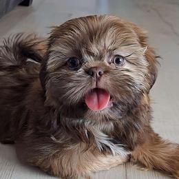 AKC Chocolate & Tan Dobie Female - Chocolate and tan female Shih Tzu puppy in Las Vegas, Nevada from Beirin Breige Shih Tzus