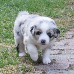 Australian Shepherd Puppies from Glacier Aussies