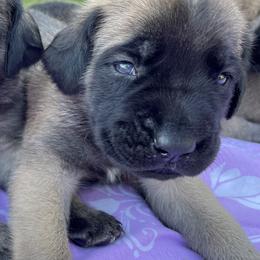 Mastiff Puppies from Treasure Coast Mastiffs