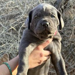 Cozy (Blitzen) - Gray female Cane Corso puppy in Utah from 3Lake Kennelz