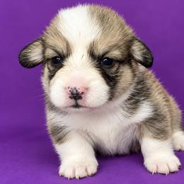 Autumn - Sable female Pembroke Welsh Corgi puppy in Port Republic, Maryland from Bestfurends