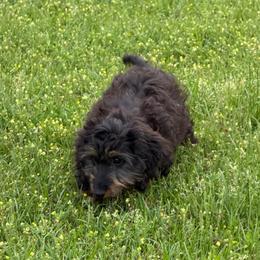Ansley (Future Dam) - Dachshund