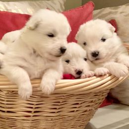 Samoyed Puppies from Falling cedar farm samoyeds