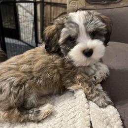 Buddy - Red sable male Havanese puppy in Dallas/Fort Worth, Texas from Sweet Feats Havanese