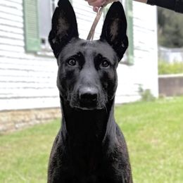 Doberman Pinschers and Dutch Shepherds from Crosspointe Canines; Home of Karmic Doberman Pinschers & Stellar Dutch Shepherds