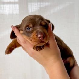 PATSY - Chocolate and tan female Dachshund puppy in Paso Robles, California from Drift & Dash Dachshunds