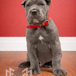 Molosser (Bully x) Puppies from Monumental Mastiffs