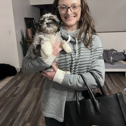 Turkey - Mini Shihpoo - Merle male Shihpoo puppy in Mason, Illinois from Rockiń N Kennel