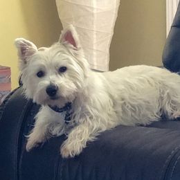 West Highland White Terriers from Sherries Westies