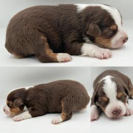 Red tri female 1 - Red tri female Toy Australian Shepherd puppy in Brooker, Florida from Honey, I Shrunk the Aussies