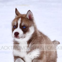 Pomskies and Siberian Huskies from Blacktail Mountain Pomskies