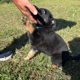 Balto,  Blue Collar Male - Black and tan male German Shepherd puppy in Milan, Illinois from Stonewick German Shepherds