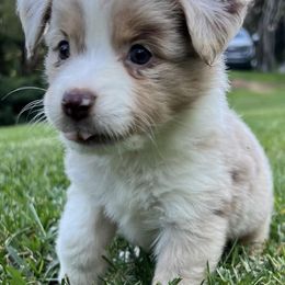 Aussiedoodles and Australian Shepherds from Windsor Aussies