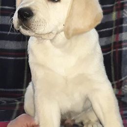 Labrador Retrievers from Shadowhawk Labrador Retrievers