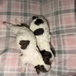 Hazel - Grey and white female Bernedoodle puppy in Warrensburg, Missouri from Dreamer Ridge Puppies