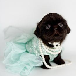Dottie - Liver female Shih Tzu puppy in League City, Texas from Divine Pups