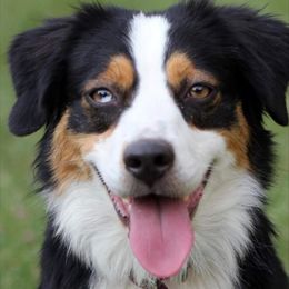Bella - Miniature Australian Shepherd