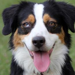 Bella - Miniature Australian Shepherd