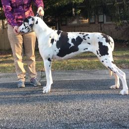 Kelpie - Great Dane