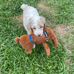 Sapphire (mint collar) - Parti female Poodle puppy in Port Saint Lucie, Florida from Abbott Standard Poodles