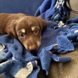 Dark chocolate - Chocolate and cream male Dachshund puppy in Alabaster, Alabama from Doxies of Olympus