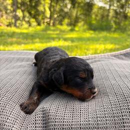 Boy 4 - male Bernedoodle puppy in Travelers Rest, South Carolina from Bernedoodle.do
