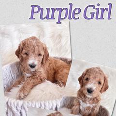 Girl 3 Rosie - Goldendoodle puppy in Grantville, Pennsylvania from Hershey PAw Doodles
