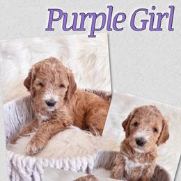 Girl 3 Rosie - Goldendoodle puppy in Grantville, Pennsylvania from Hershey PAw Doodles
