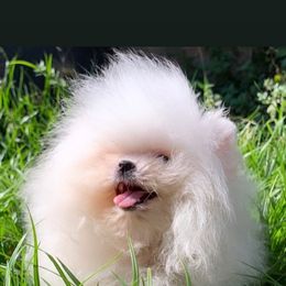 Pomeranian Puppies from Pommies of LA