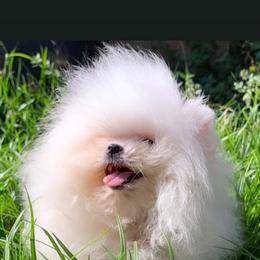 Pomeranian Puppies from Pommies of LA