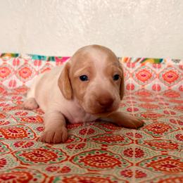 Elly - Piebald female Dachshund puppy in Woodlake, California from Wild West Weenies