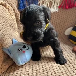 Dallas - Black male Miniature Schnauzer puppy in San Diego, California from KMS-Miniature Schnauzers