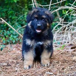 Ian - Black and red male German Shepherd puppy in Canton, Texas from WILDWOOD GERMAN SHEPHERDS